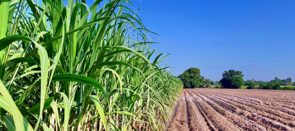 Aprovado projeto que assegura recursos dos créditos de carbono aos produtores de cana