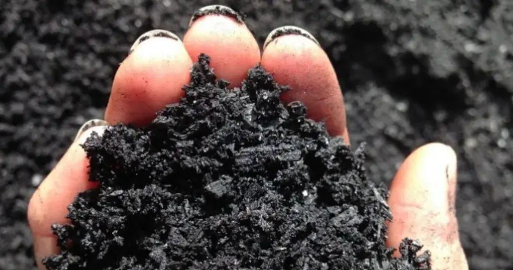 Biocarvão de cana-de-açúcar remedia a contaminação por arsênio em solos