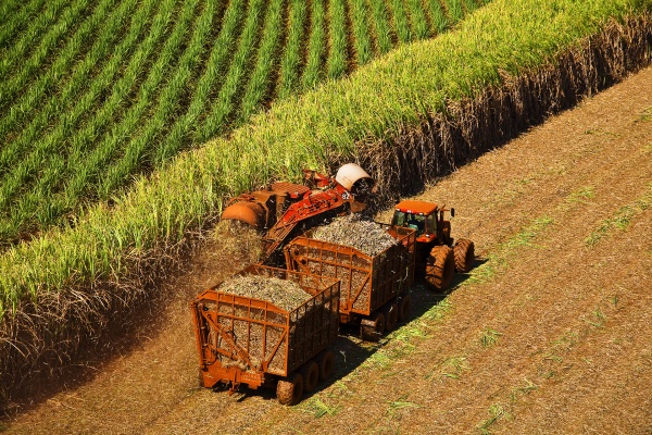 Moagem de cana atinge 51,3 milhões de toneladas na 2ª quinzena de julho