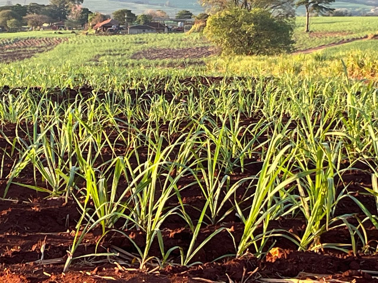 Levantamento de custos de cana indicam atenção aos efeitos do clima sobre a produtividade