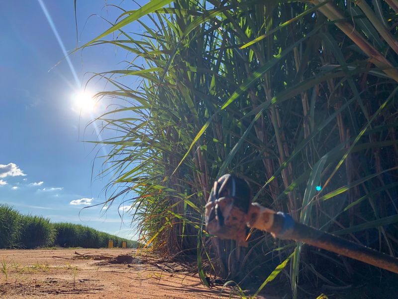 Irrigação como estratégia para potencializar a produção de açúcar