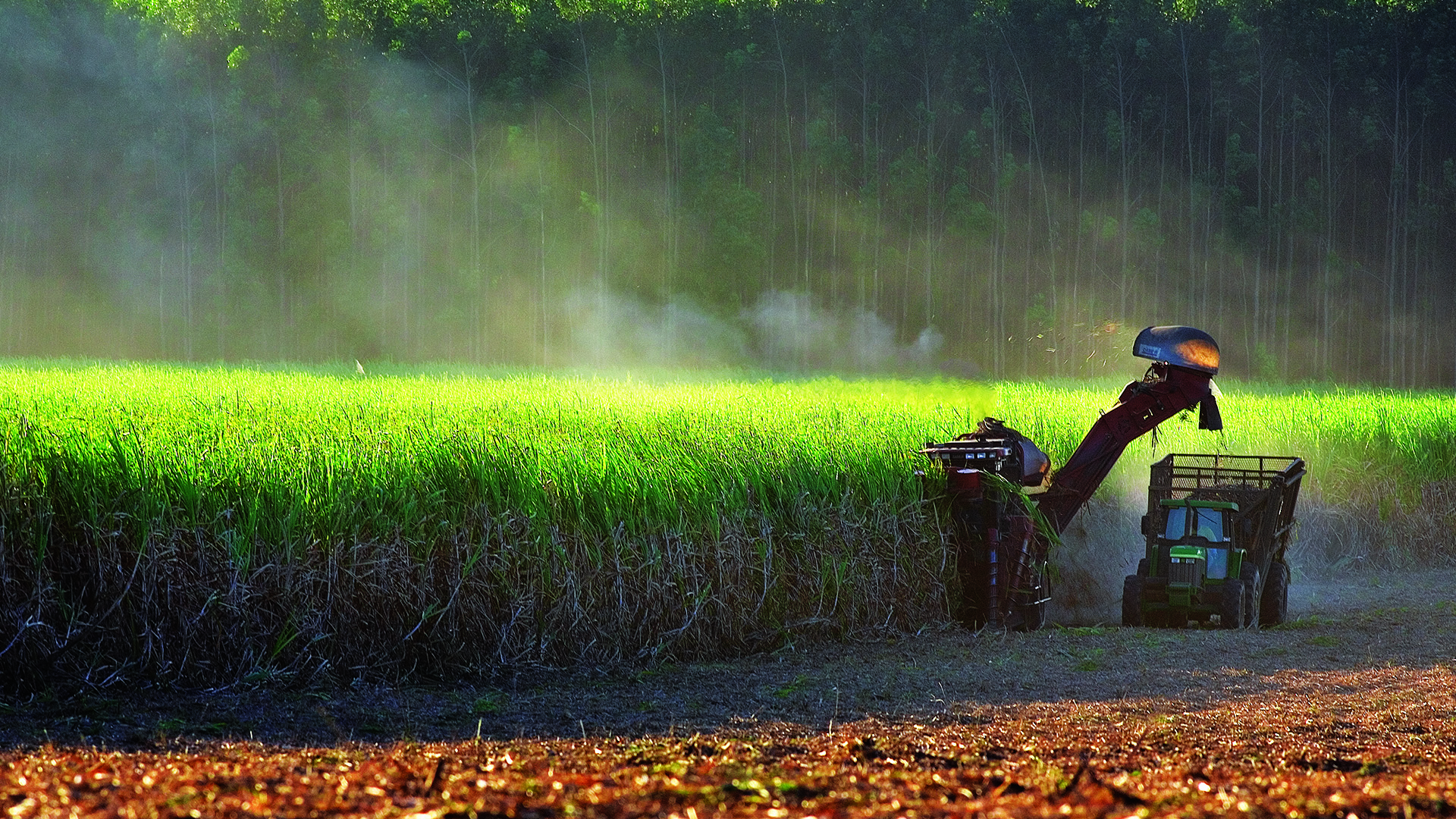 Chuvas atrapalham colheita e moagem de cana cai 21,62% em outubro