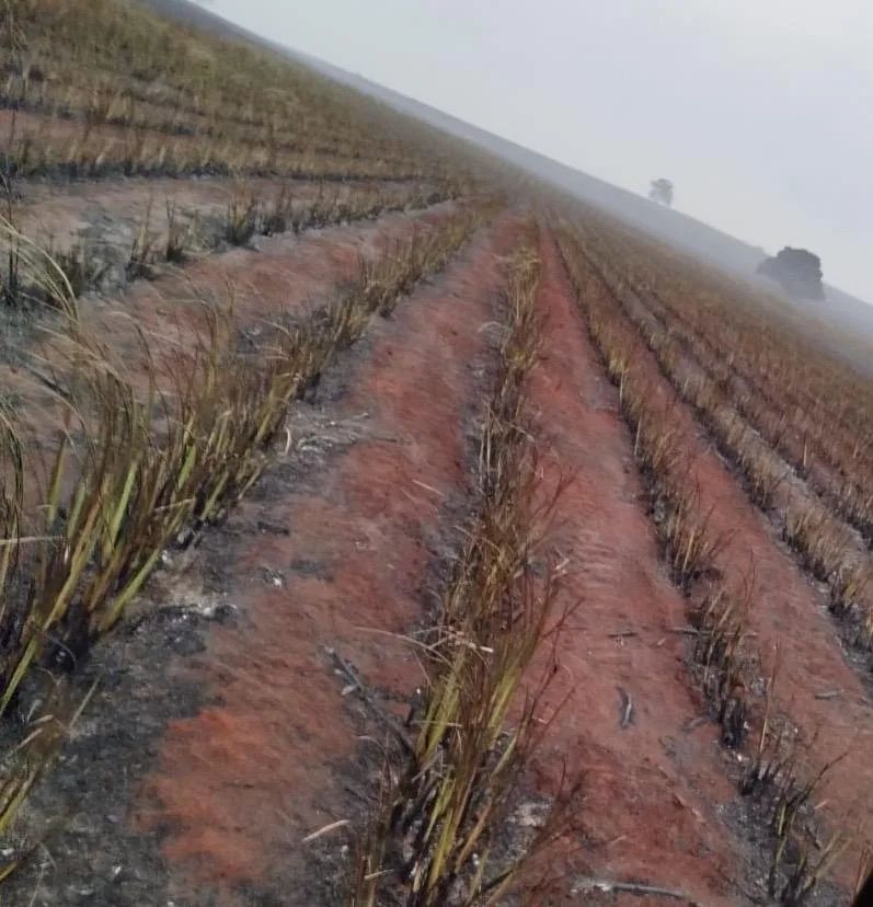 Estudo prevê queda de até 20% na produção de cana em seis estados devido a alterações climáticas