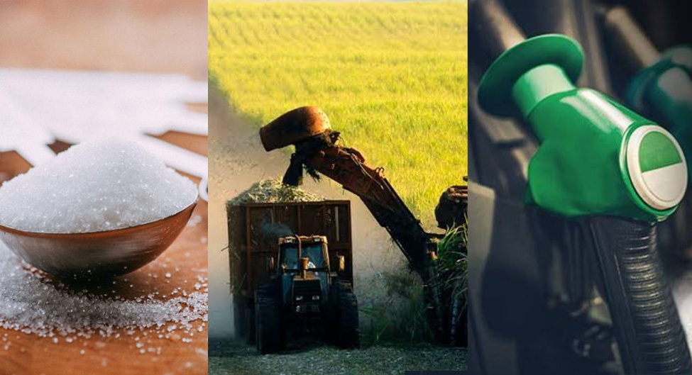 Projeção indica aumento de 13,6% na produção de açúcar do Centro-Sul